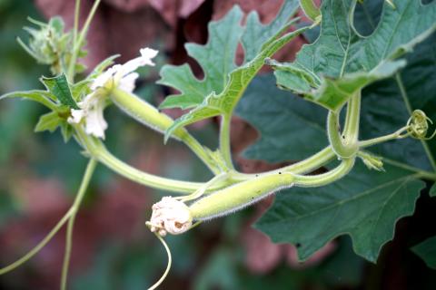 Bottle gourd vegetable